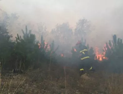 Изгоряха 27 декара борова гора край Ардинско