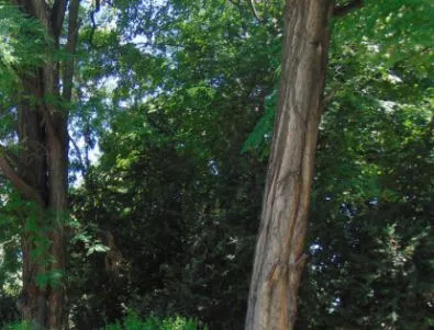 3000 дръвчета изчезнаха в Стара Загора