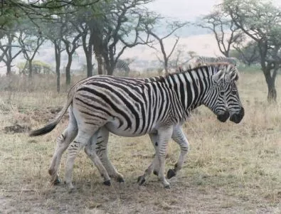 Райетата на зебрите са лоша маскировка срещу хищници