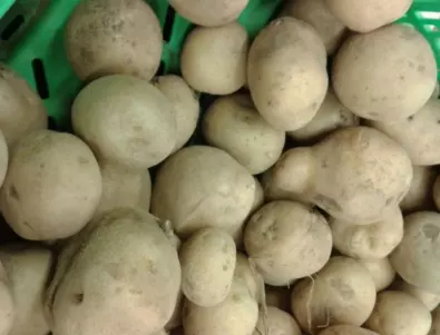 Как правилно се засаждат картофи за богата реколта?