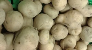 Цената на картофите на едро се покачила с 25% за година
