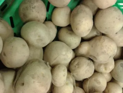 Очаква се реколтата от картофи тази година да е по-слаба