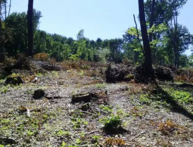 Отрязани са стотици дървета в природния парк на Витоша