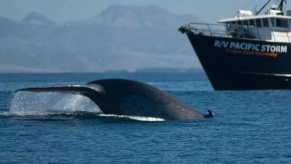 Япония възстановява улова на китове