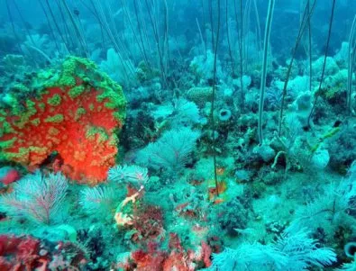 99% от коралите може да изчезнат до края на столетието