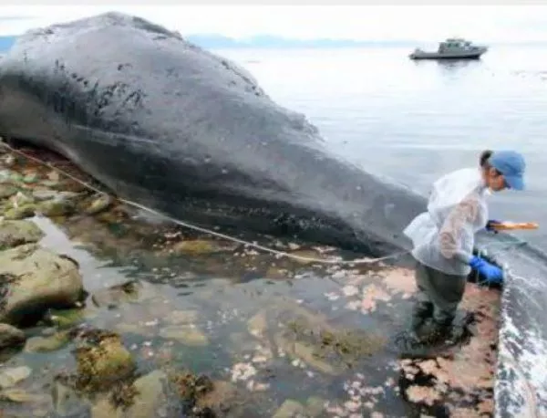САЩ разследват гибелта на китове край Аляска (ВИДЕО)