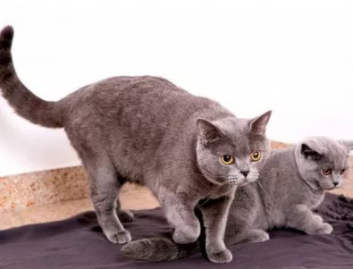 Френското правителство нае котки, за да се отърве мишки