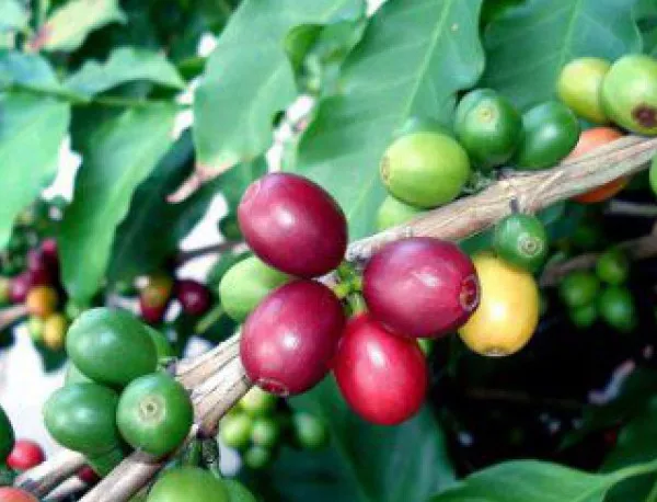 За първи път Бразилия ще внася кафе робуста 