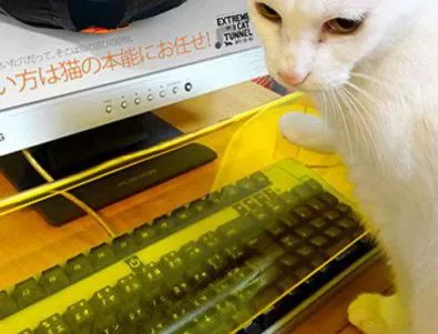 Вече има защита на клавиатурата срещу котки