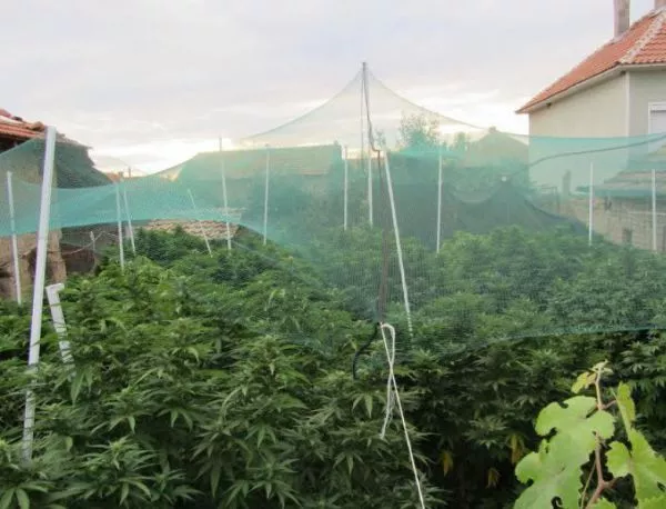 Грижливо гледана оранжерия за марихуана откриха в Казанлъшко