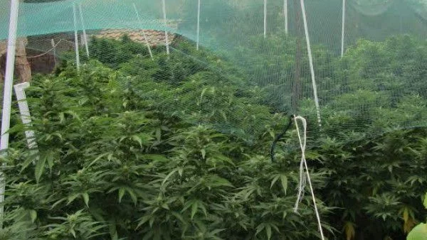 Служители на ГДБОП разкриха модерна оранжерия за отглеждане на марихуана