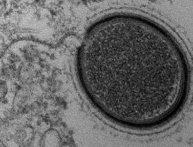 Учените ще съживяват древен сибирски вирус