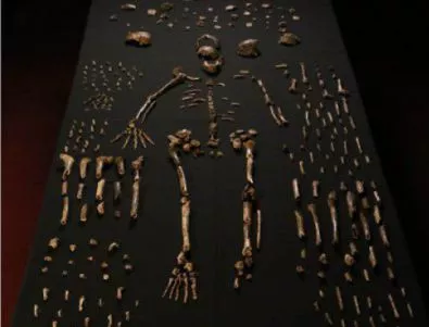 Неизвестен човешки прародител е открит в Южна Африка