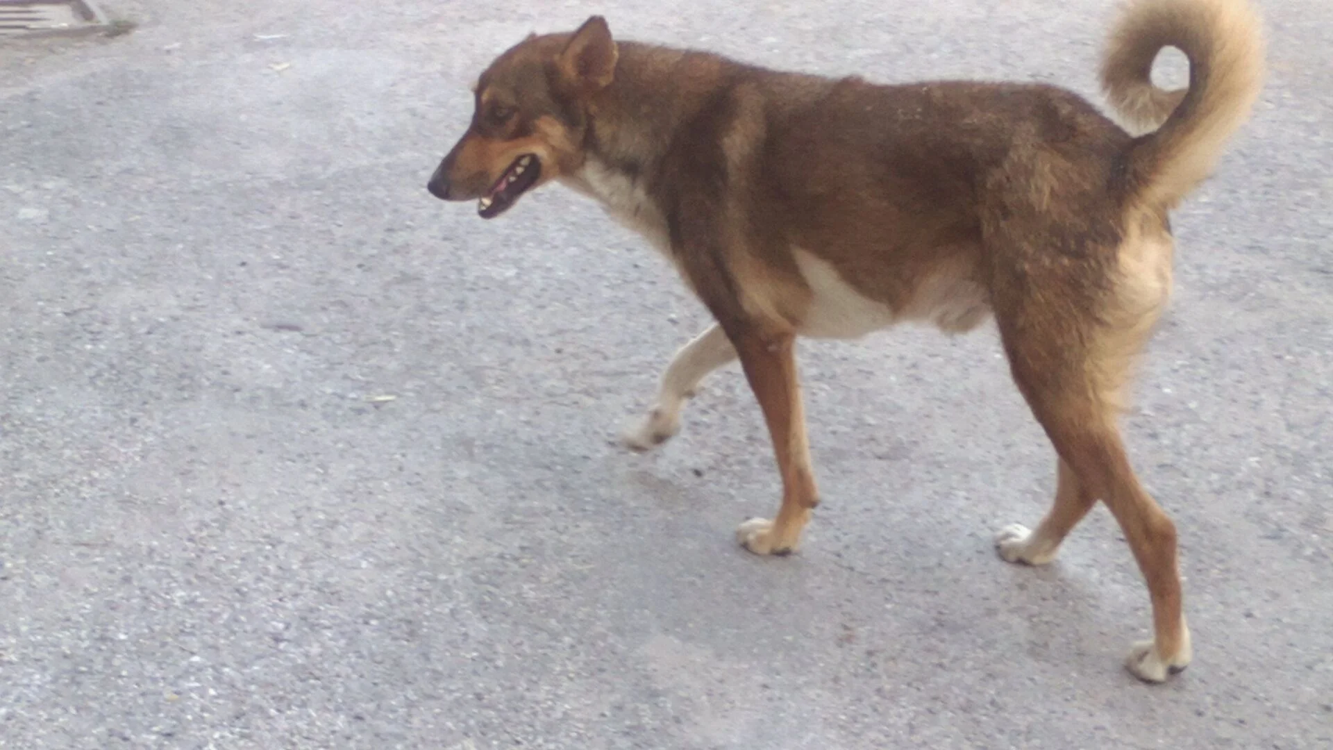 Тровят кучета до детска площадка в Кранево