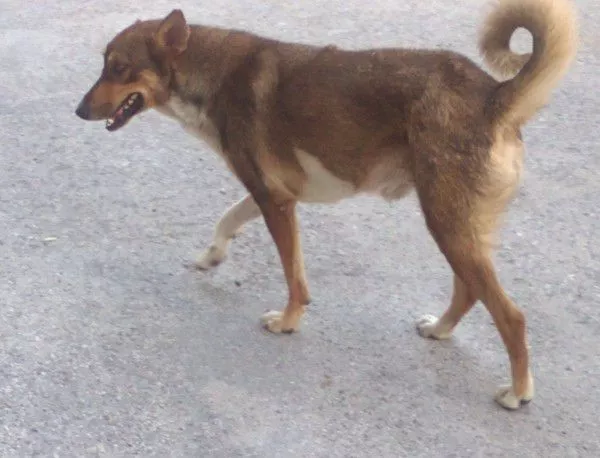 В Бургас ще се проведе поредната осиновителска кампания за кучета