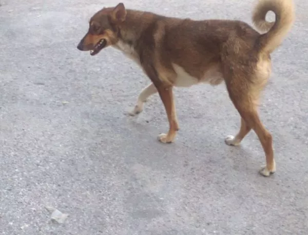 Куче от Рила е с положителна проба за бруцелоза