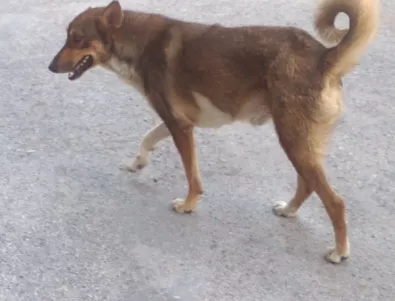 Полицията спря боеве с кучета в Банско