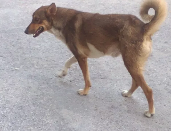 Близо 700 кучета във Враца ще бъдат обезпаразитени и кастрирани