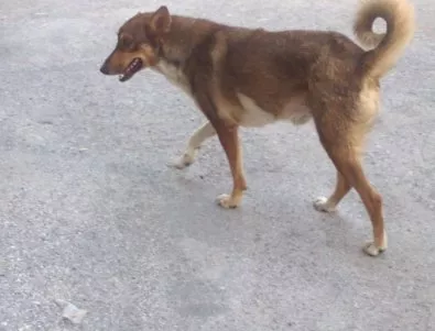Жена осъди община Сливен заради нападение на бездомни кучета