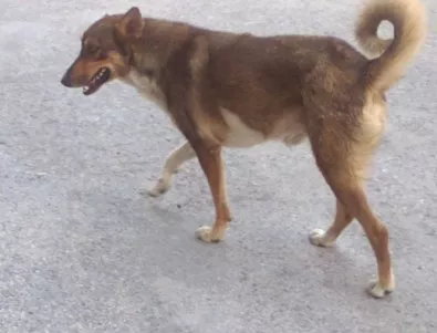 Около 60 улични кучета на месец се кастрират в приюта за животни в Шумен