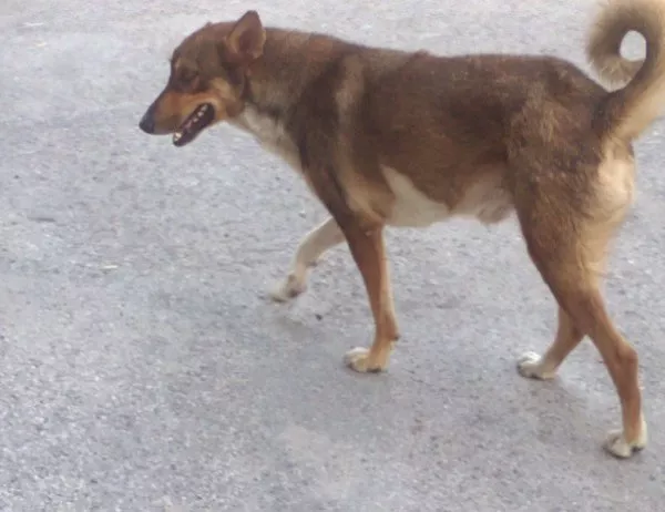 Природозащитници искат ефективна присъда за собственика на "кучешкия концлагер" край Варна