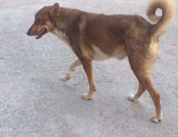 Акция за обезпаразитяване и кастрация на бездомни кучета ще се проведе в Хасково