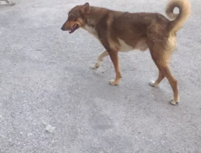 Бездомно куче нахапа дете в центъра на Хасково