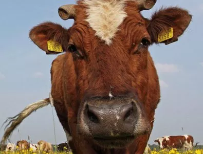 Антибиотици за крави вредят на околната среда