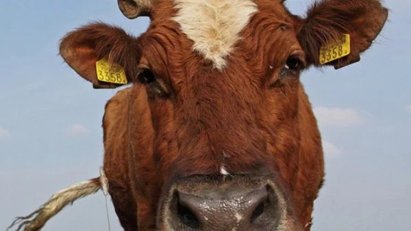 Антибиотици за крави вредят на околната среда