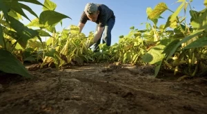 Френски фермери ще се учат от българи как да отглеждат продукцията си екологично