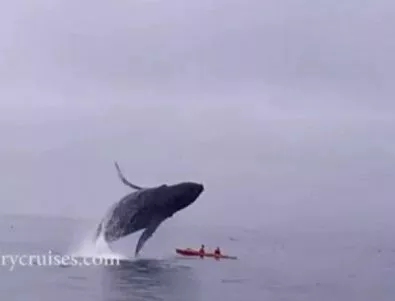 Вижте какво направи този кит с тези туристи (ВИДЕО)
