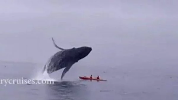 Вижте какво направи този кит с тези туристи (ВИДЕО)