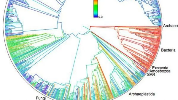 Уникално по мащаб Дърво на живота създадоха биолози