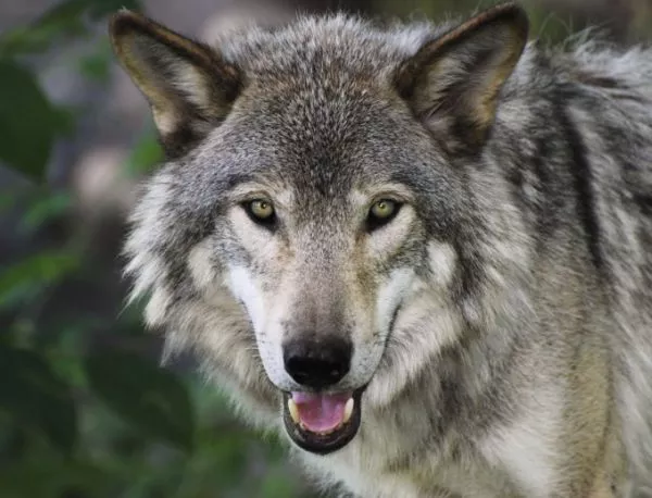 Вълкът от зоопарка в Благоевград избяга