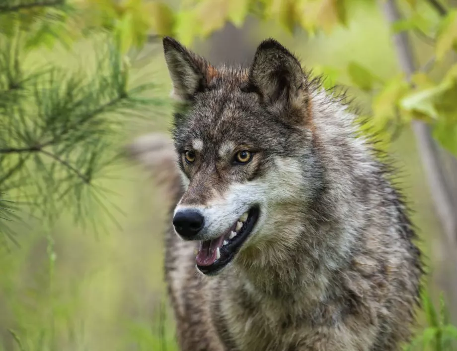 Хванаха три вълка, избягали от френски резерват, четири още се търсят