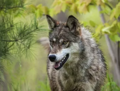 Вълци разкъсаха британска туристка в Гърция