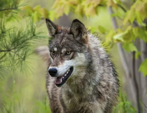 ВИДЕО: "Мъртъв" вълк възкръсна, за да отмъсти на ловеца си