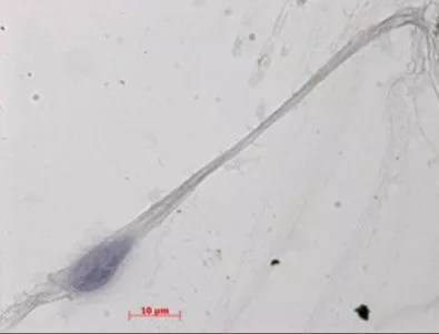 Учени отгледали пълноценни сперматозоиди в лаборатория