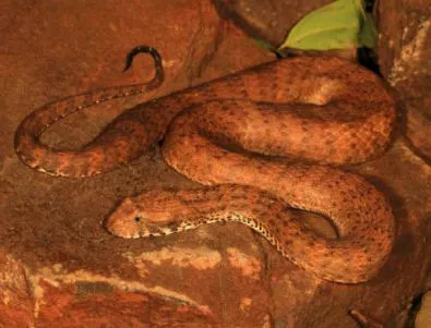 Откриха неизвестна смъртоносна змия
