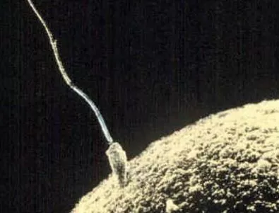 Учен обясни движението на сперматозоидите