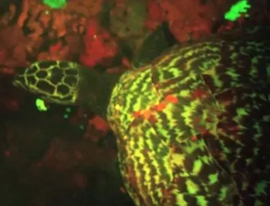 Океанолог откри светеща костенурка