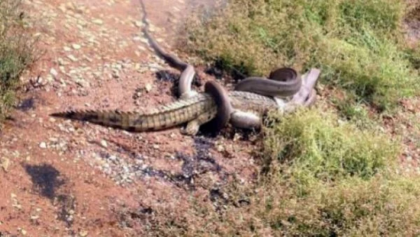 Брутално! Змия изяжда огромен крокодил (СНИМКИ)