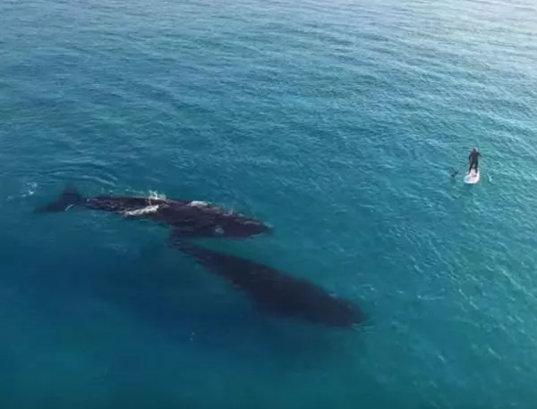 Невероятната среща на южните китове с човека (ВИДЕО)