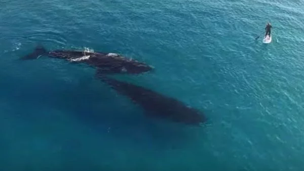 Невероятната среща на южните китове с човека (ВИДЕО)