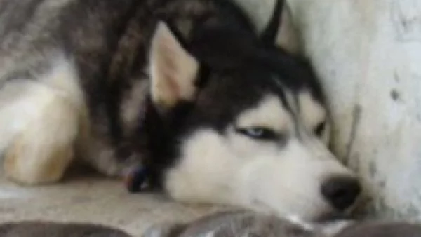 В Иран погват кучетата – били проводник на западната култура