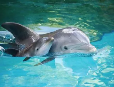 Индия призна делфините за личности