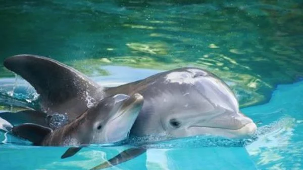Индия призна делфините за личности