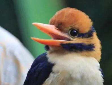 Орнитолог уби рядка птица, за да я превърне в чучело за музея