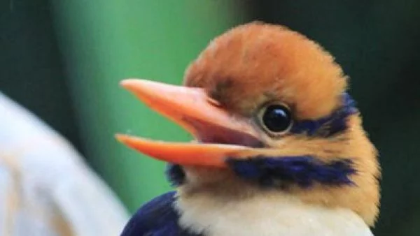 Орнитолог уби рядка птица, за да я превърне в чучело за музея