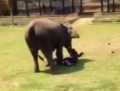 Слон разтърва биещи се мъже (ВИДЕО)